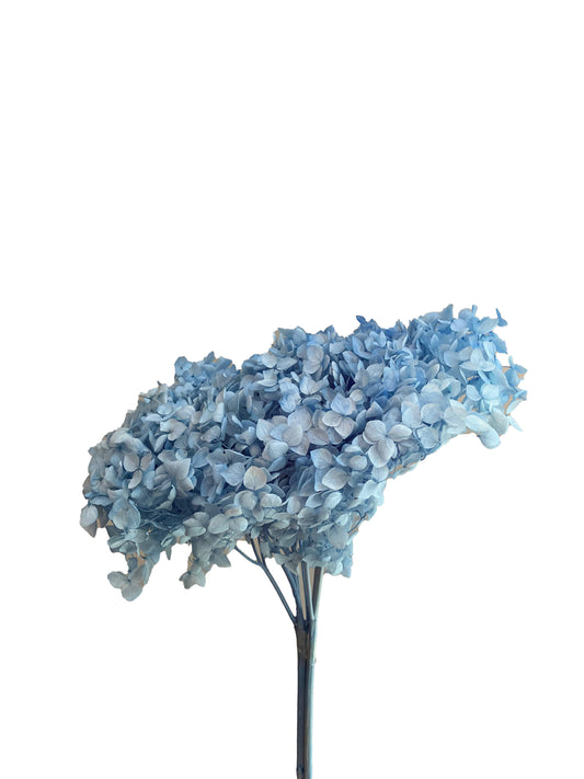 Hortensia seca Azul cielo