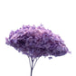 Dried Hydrangea Lilac