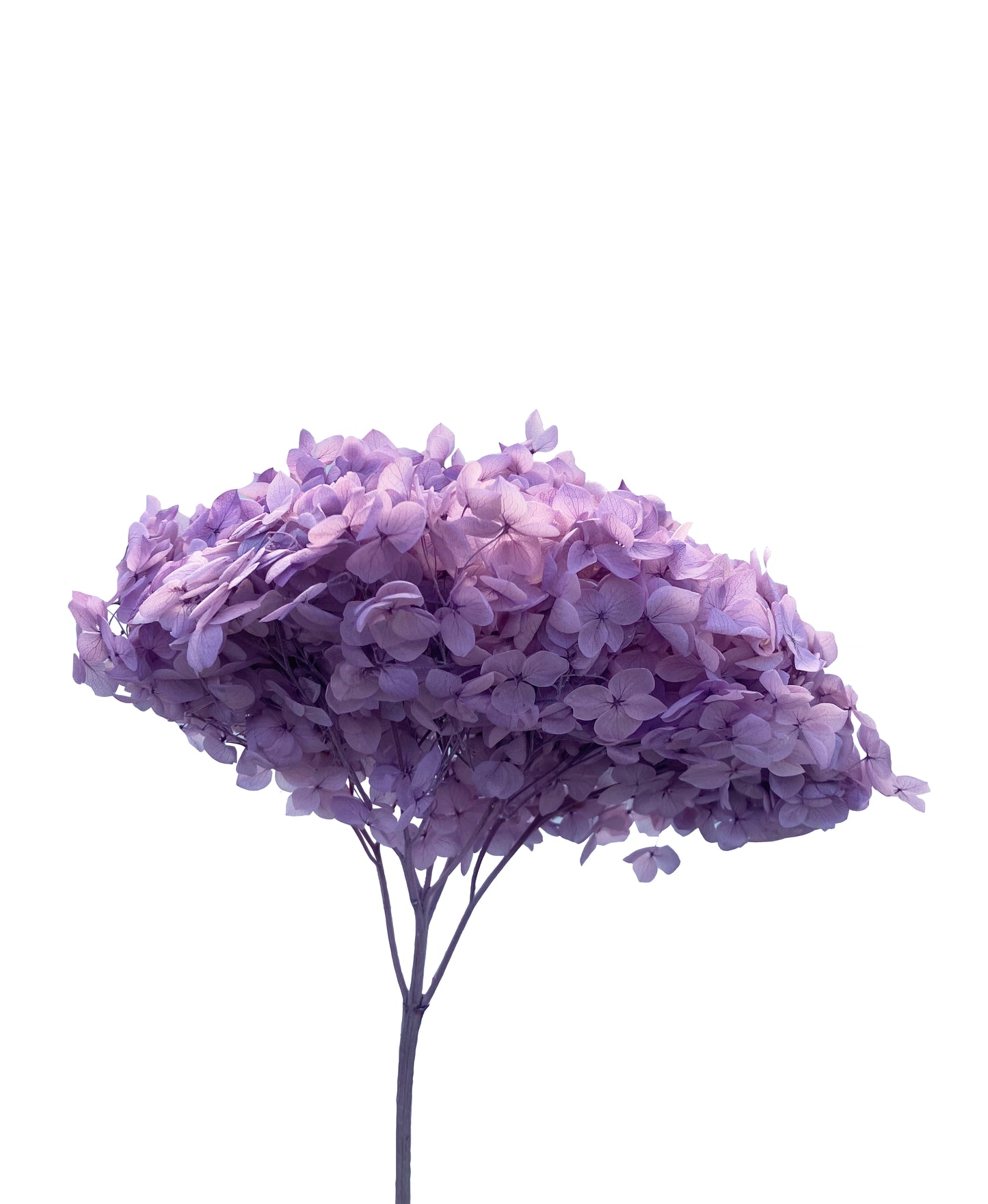 Hortensia séché Lilas