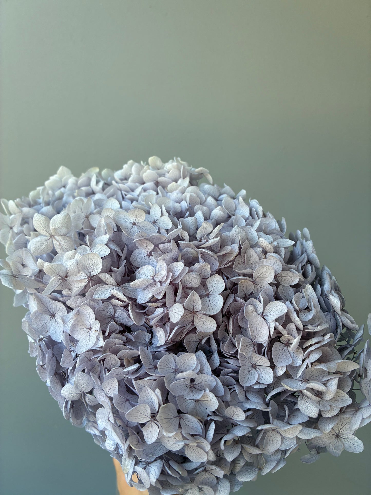 Hortensia séché Lilas