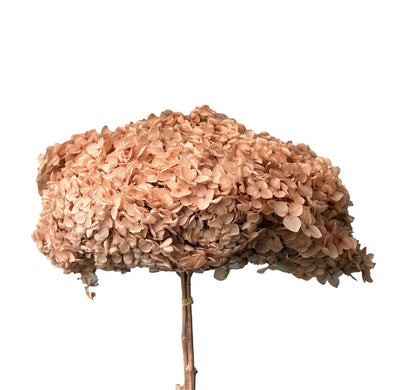 Hortensia séché cuivre