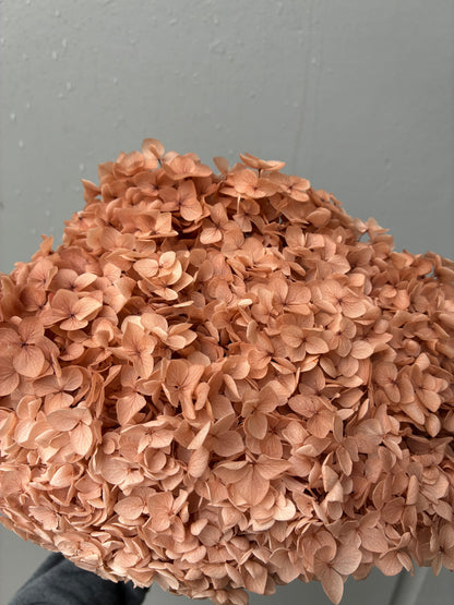 Hortensia séché cuivre