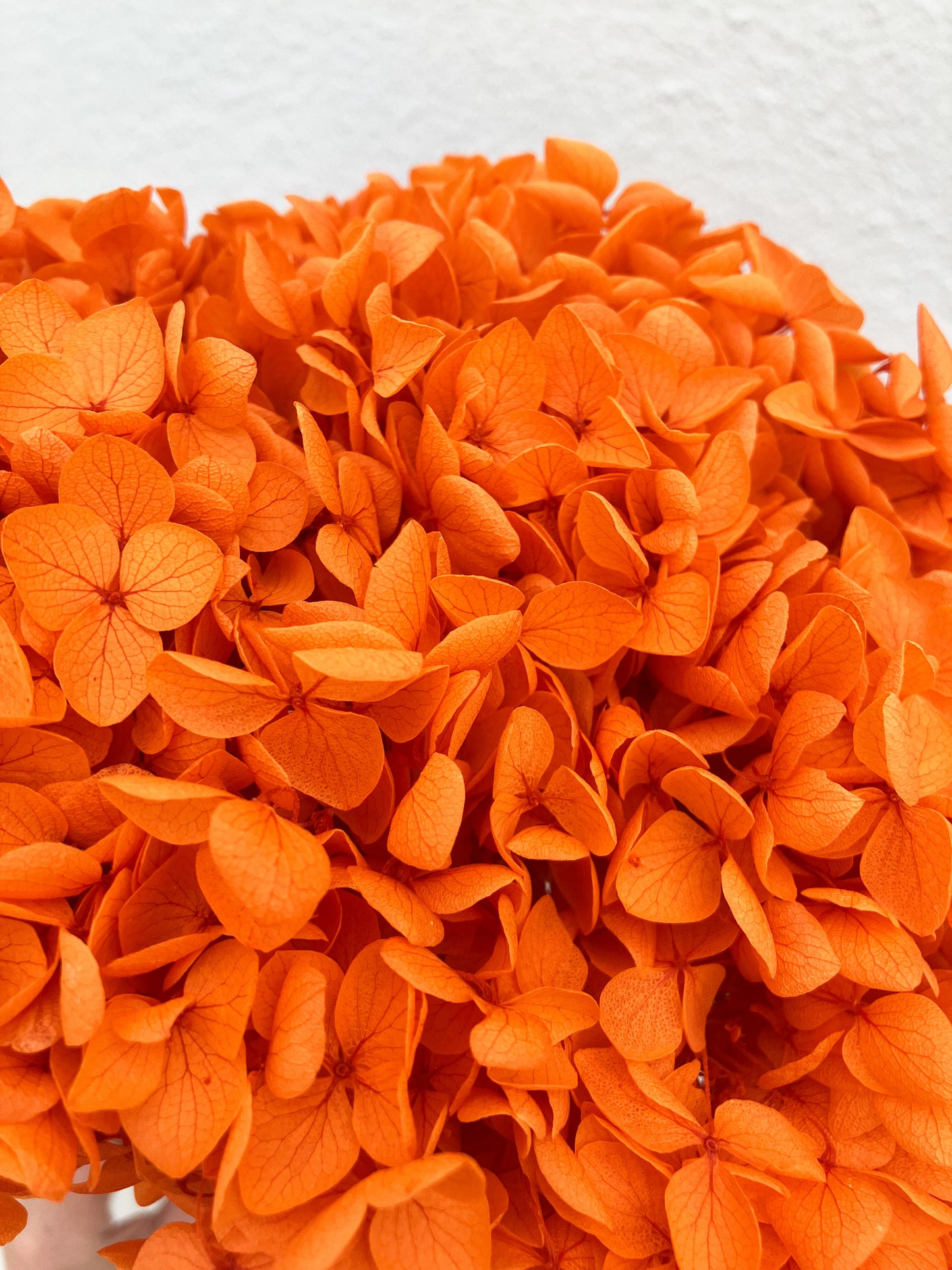 Dried Hydrangea Orange