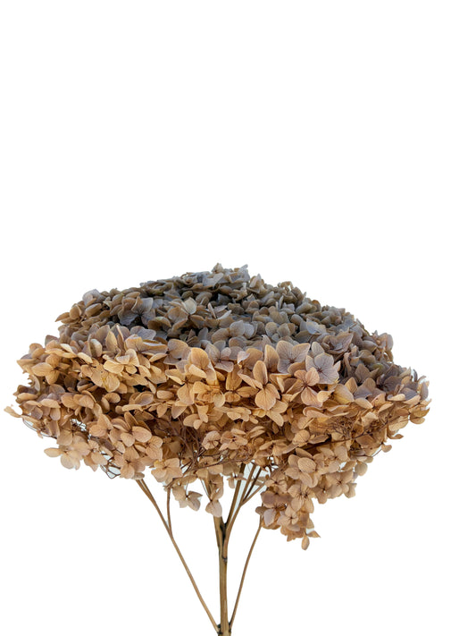 Dried Hydrangea Coffee