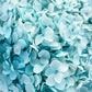 Dried Hydrangea Tiffany Blue