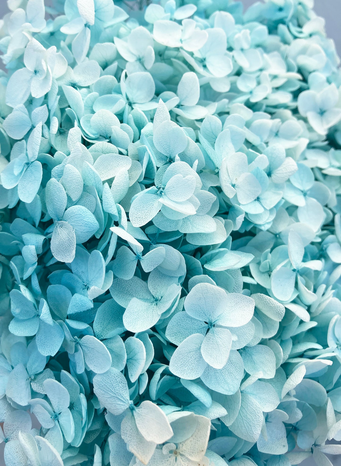 Dried Hydrangea Tiffany Blue