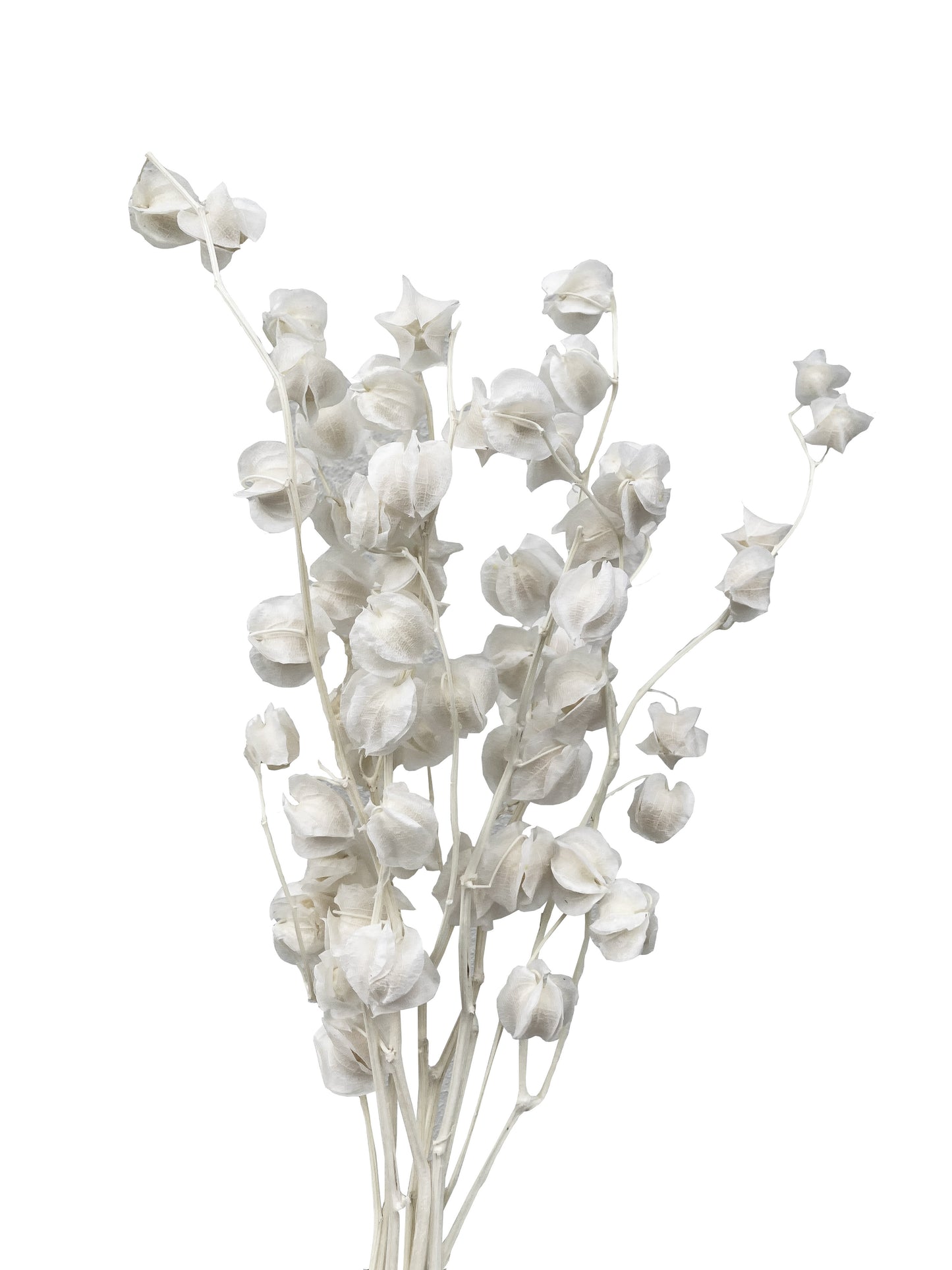 Dried Lantern Flower cool ivory