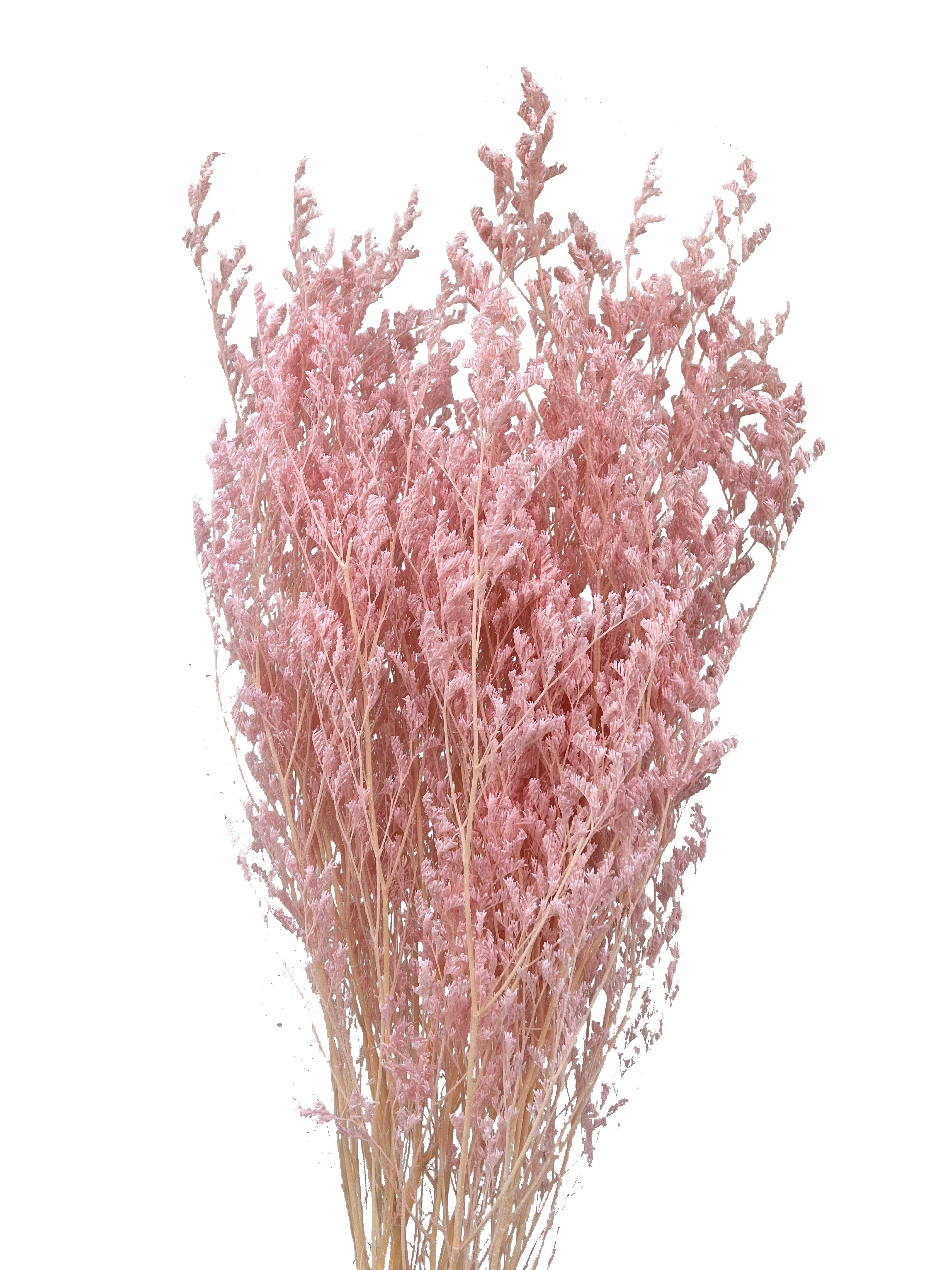 Dried Limonium Pink – Wild Blooms