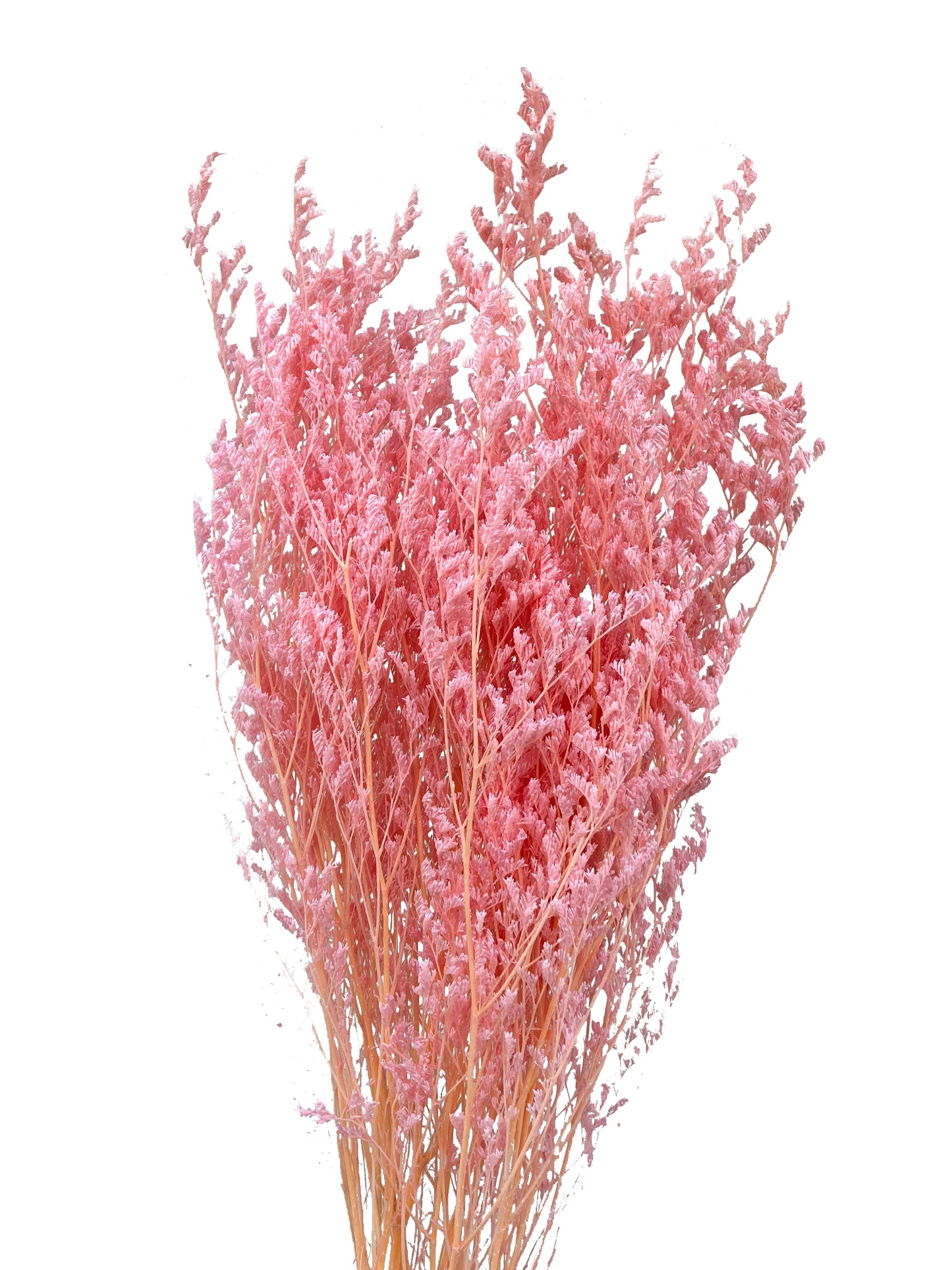 Dried Limonium Pink