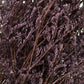 Dried Limonium Plum