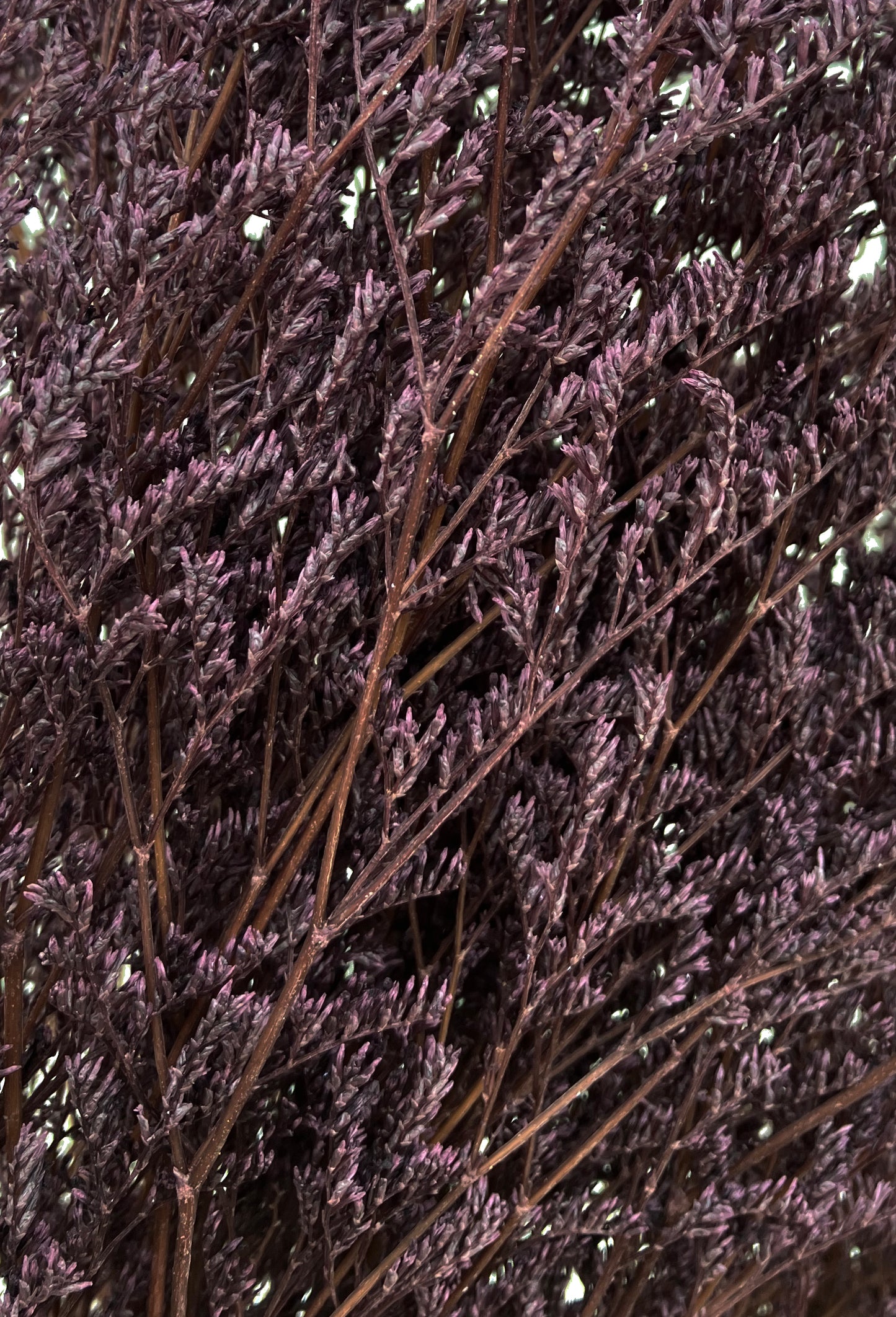 Dried Limonium Plum