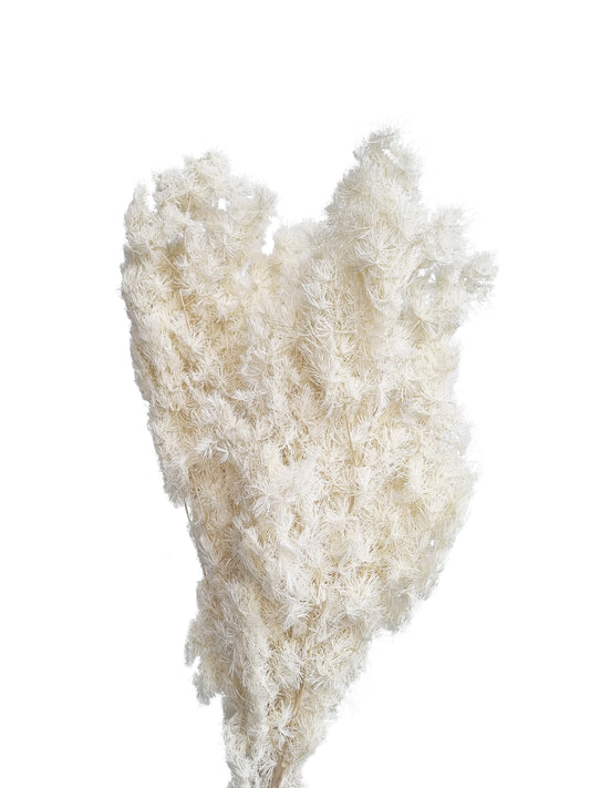 Dried Ming Fern White