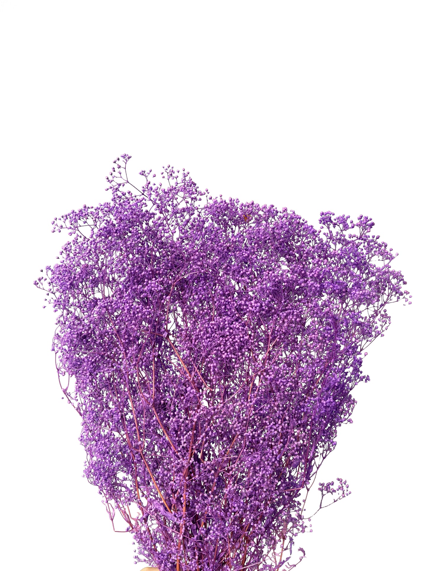 Bleached MINI Baby Breath Purple