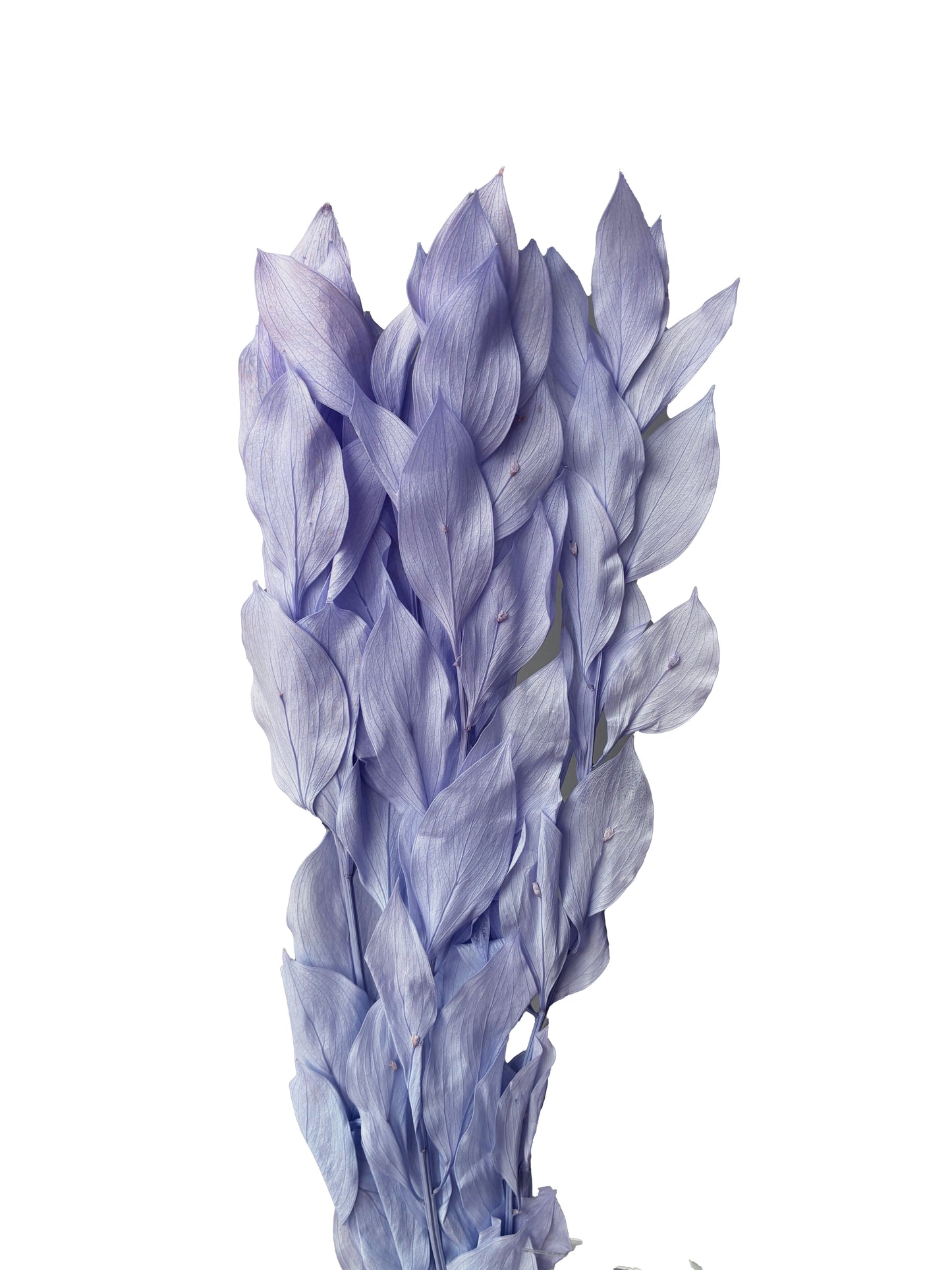 preserved ruscus lilac purple