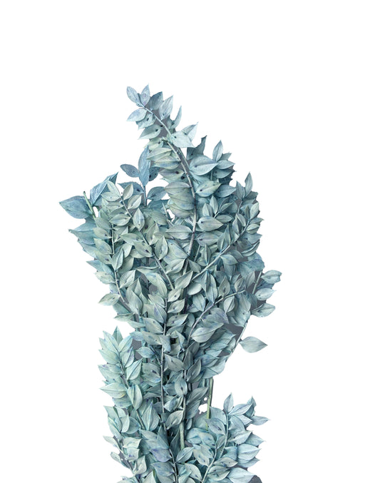 Ruscus Sarcelle Séché Italien