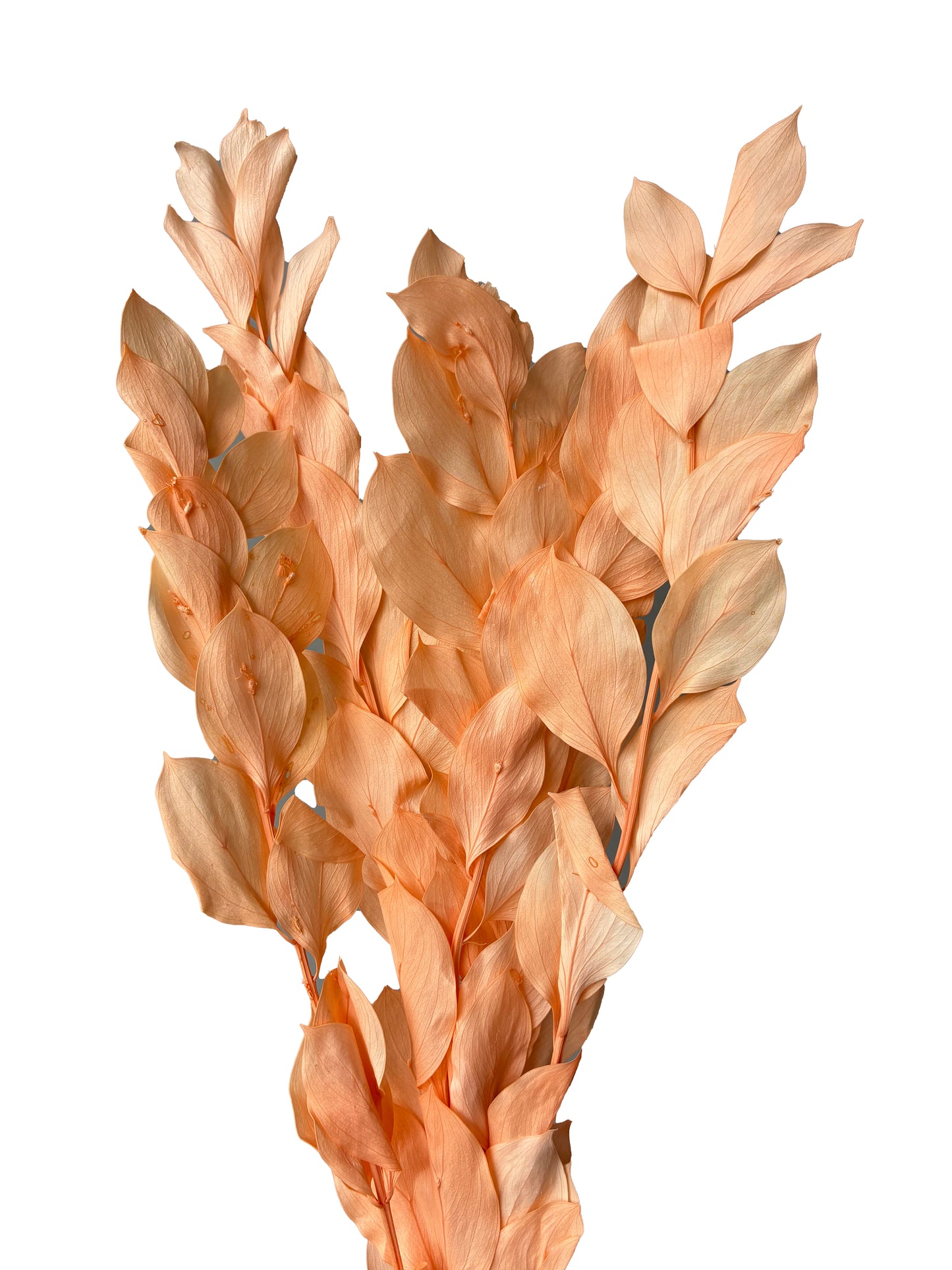 preserved ruscus peach