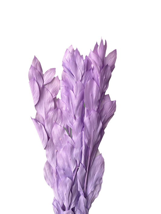 Ruscus séché Lilas israélien