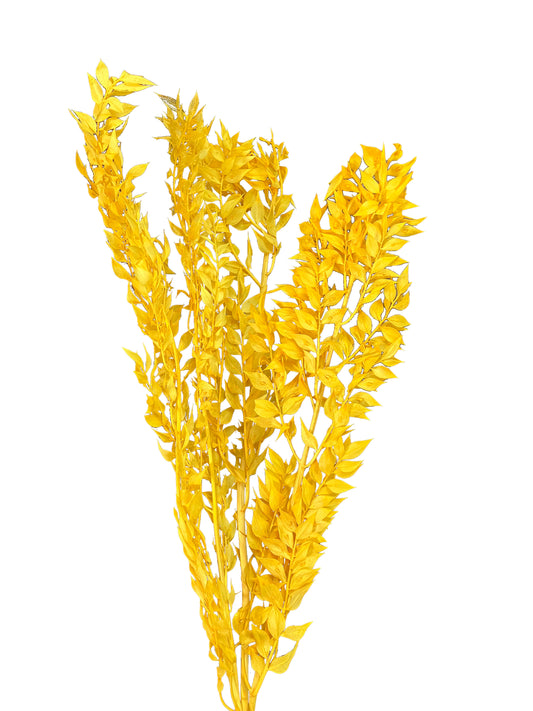Dried Ruscus Bright Yellow Italian
