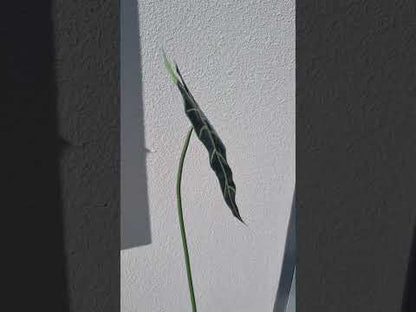 Artificial alocasia frydek leaf