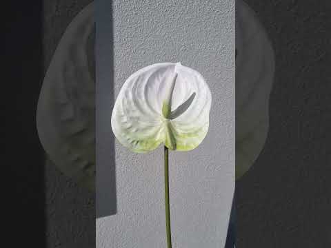 artificial anthurium white