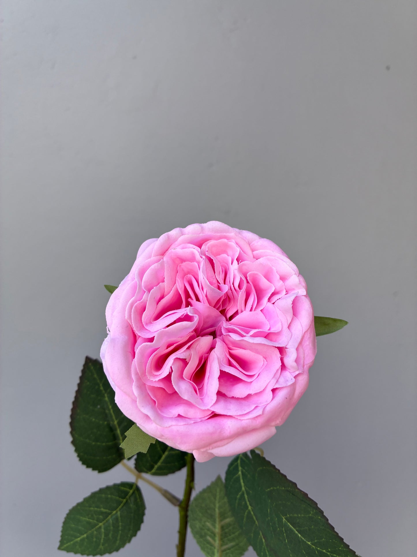 Real Touch David Austin Rose Candy Pink