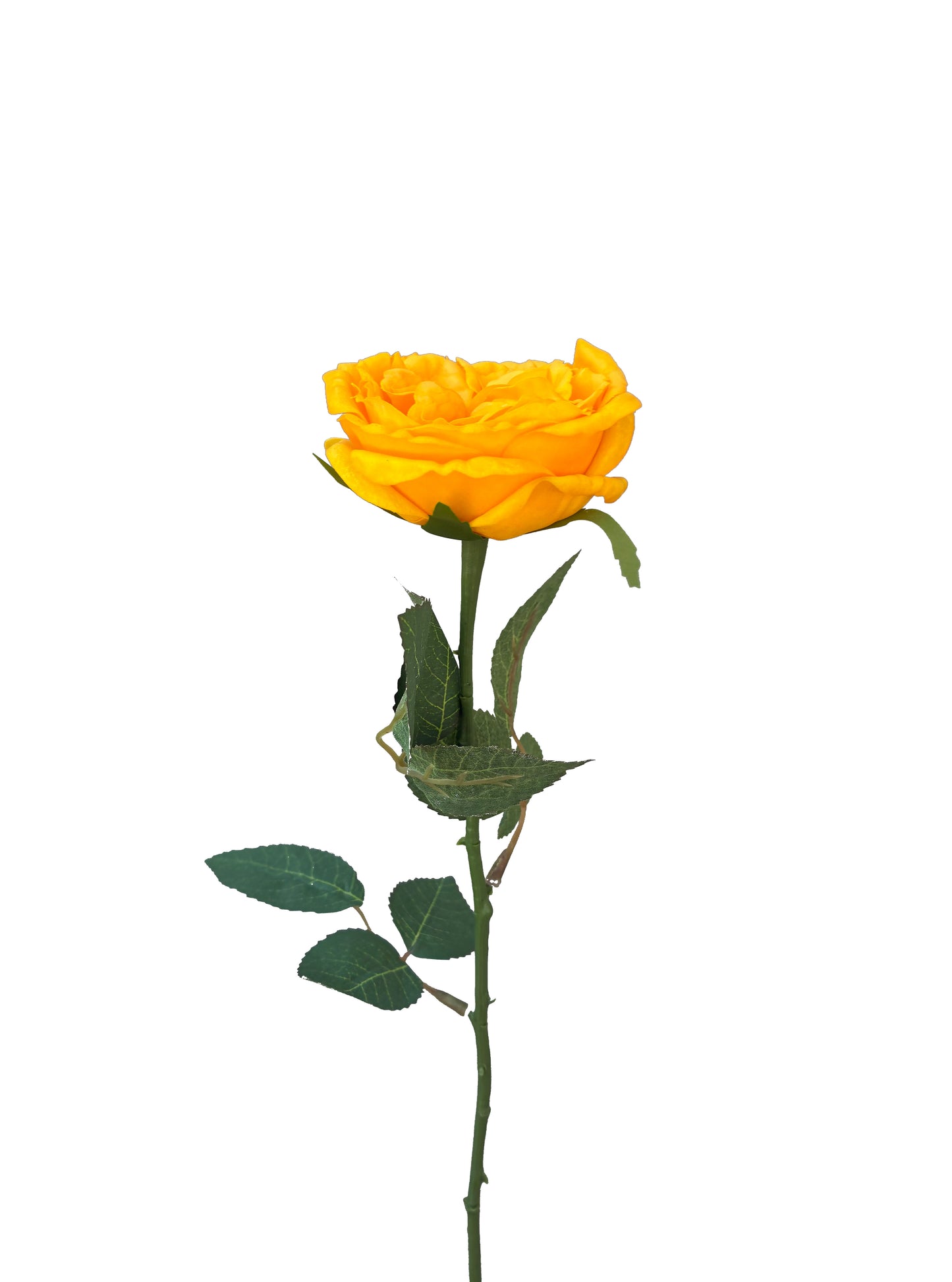 Real Touch David Austin Rose Yellow