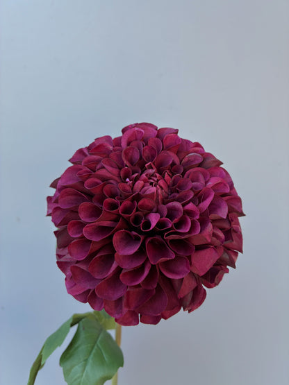 Artificial Dahlia Burgundy Real Touch