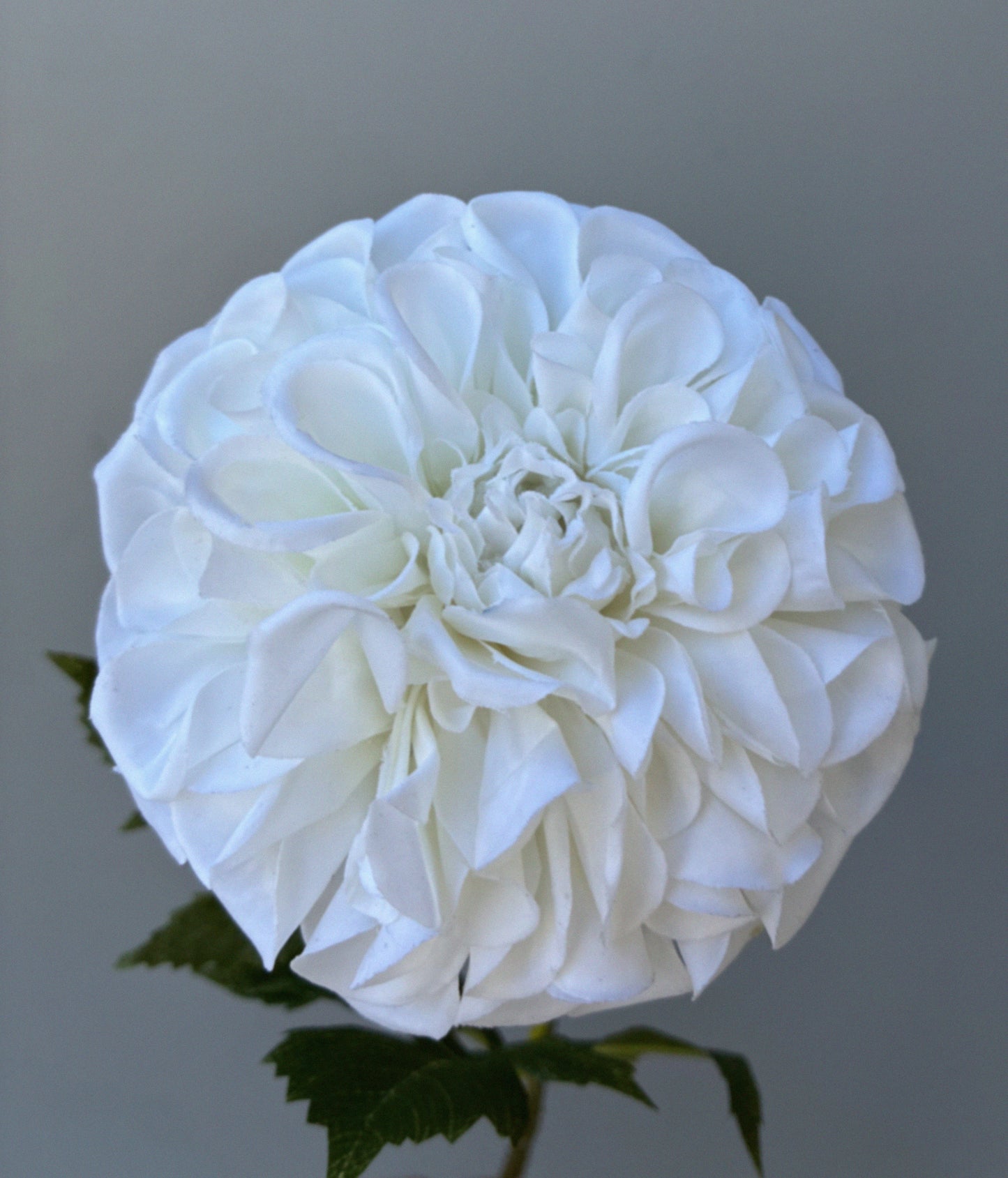 Artificial Real Touch Dahlia White