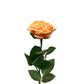 Real Touch David Austin Rose Soft Orange