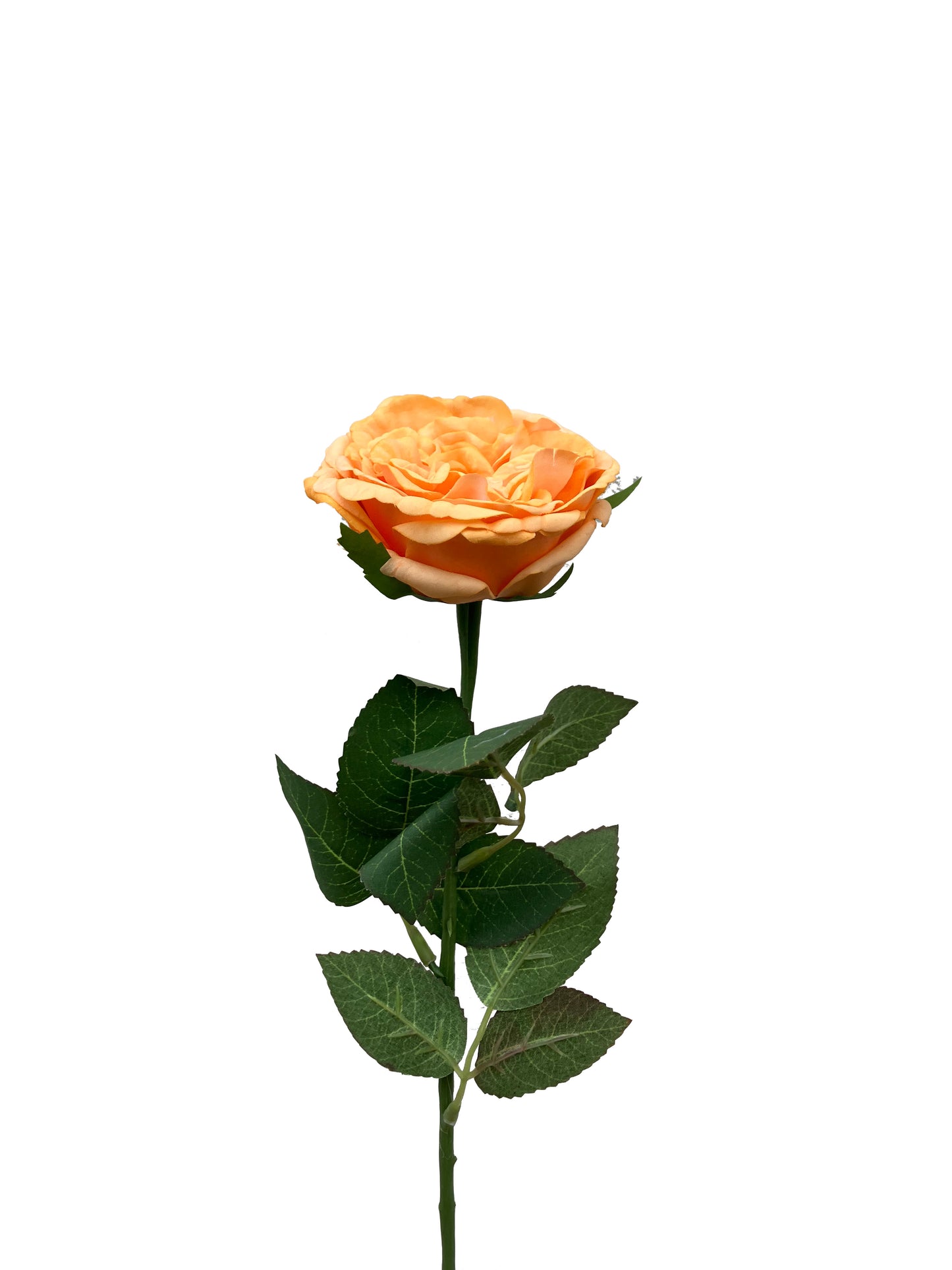 Real Touch David Austin Rose Soft Orange
