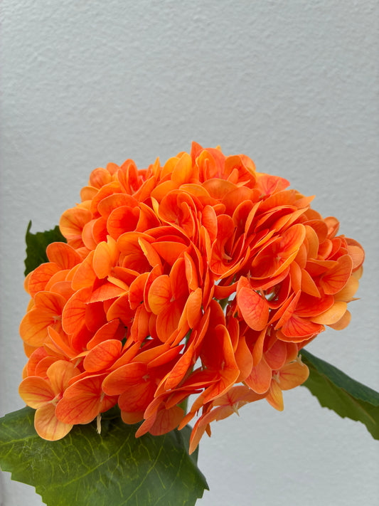 Artificial Real Touch Hydrangea Orange
