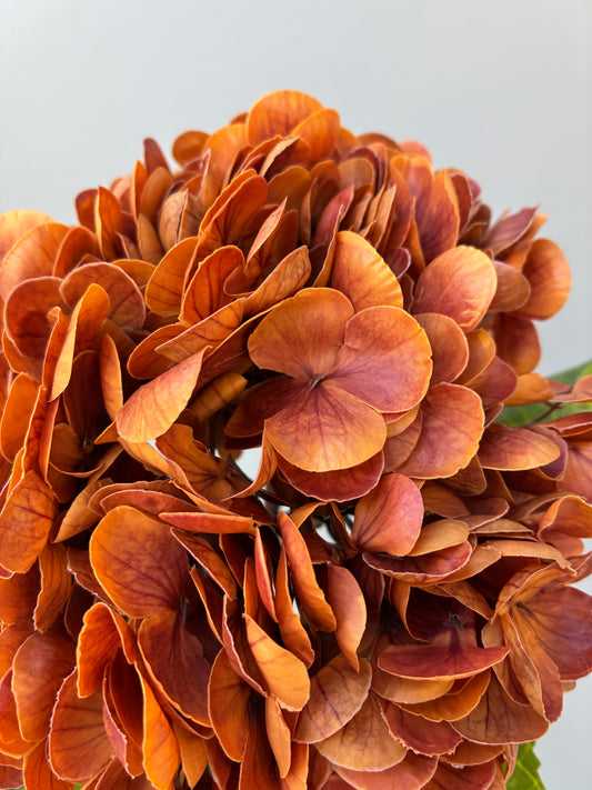 Artificial Real Touch Hydrangea Burnt Orange Rust