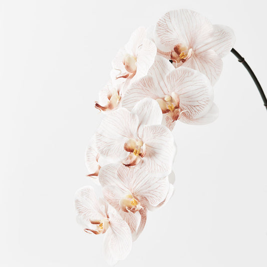 Phalaenopsis Orchid Veined Blush