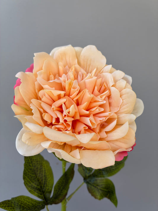 Peonía Artificial Real Touch Fucsia