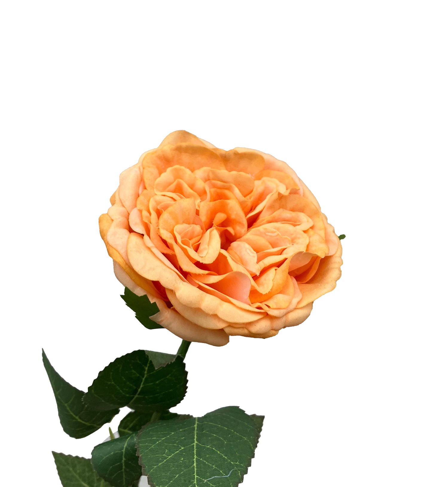 Real Touch David Austin Rose Soft Orange