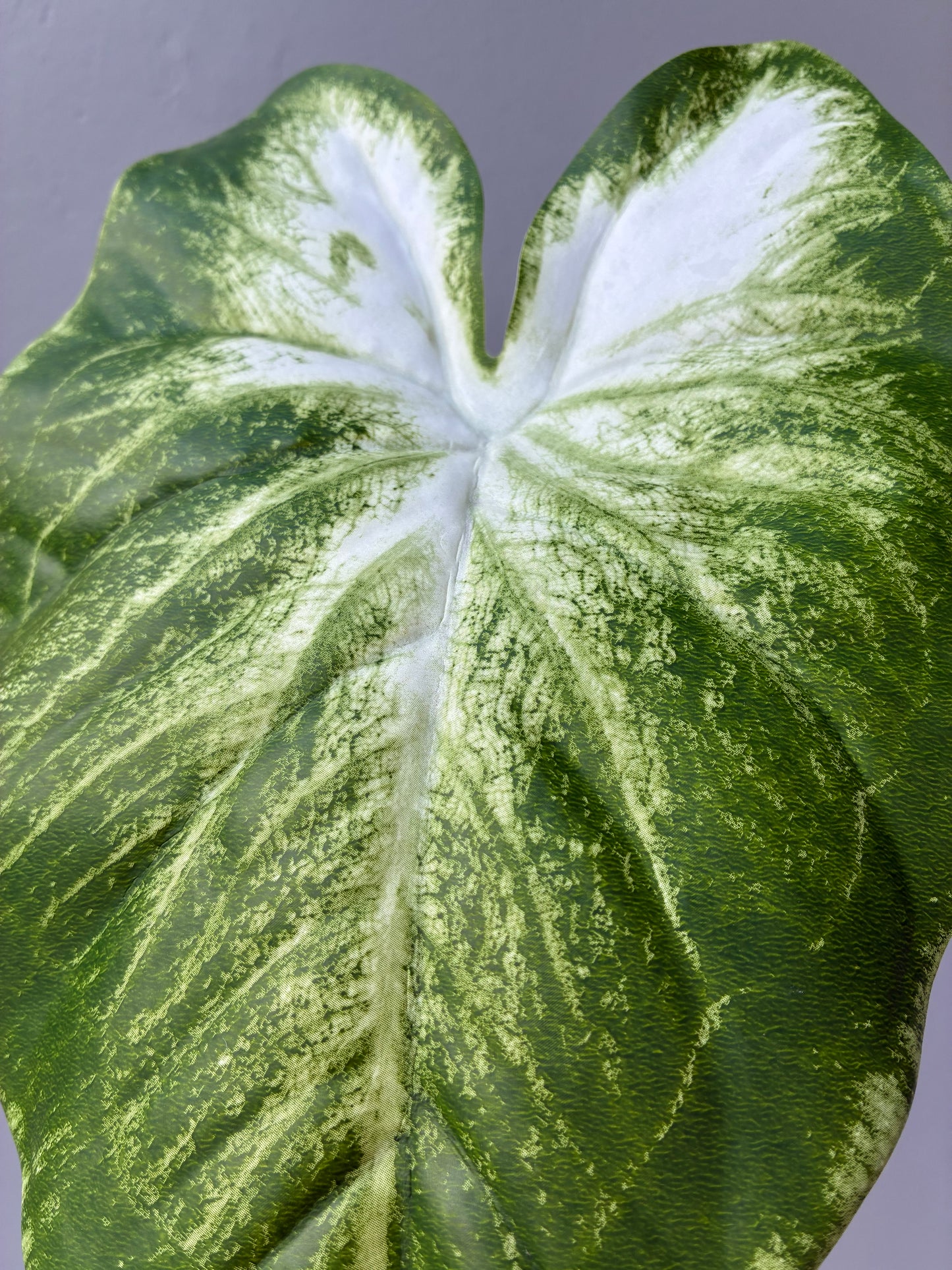 Calla Lillie Leaf Real Touch