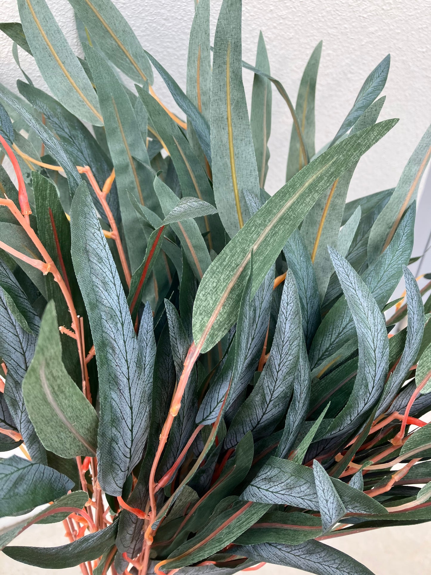 Branche de gomme d'eucalyptus