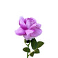 El clásico carisma de la rosa artificial