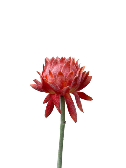 Artificial Protea Orange Petite