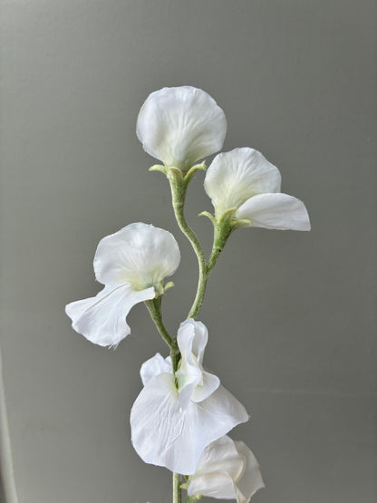 fake sweet pea australia