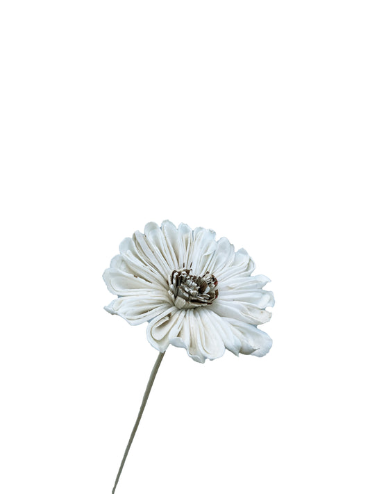 Sola Flower Daisy