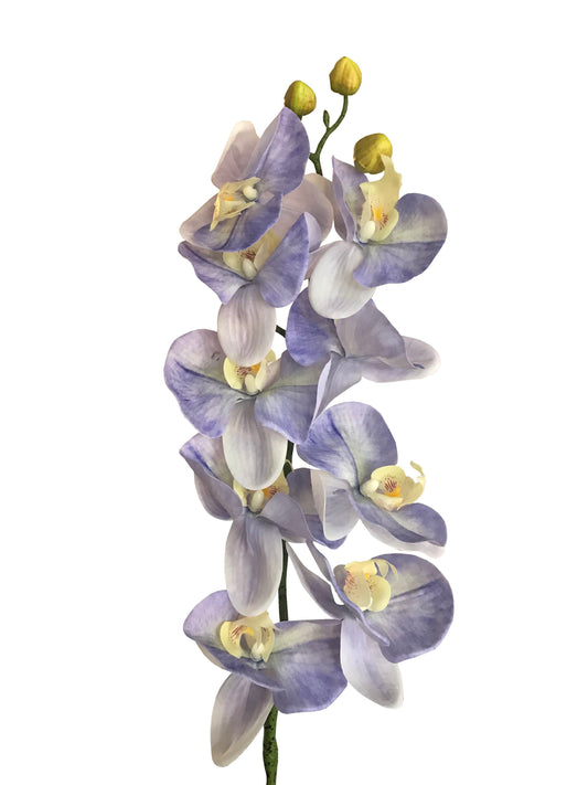 Orquídea Phalaenopsis Real Touch - Azul Aciano