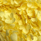 Dried Hydrangea Yellow