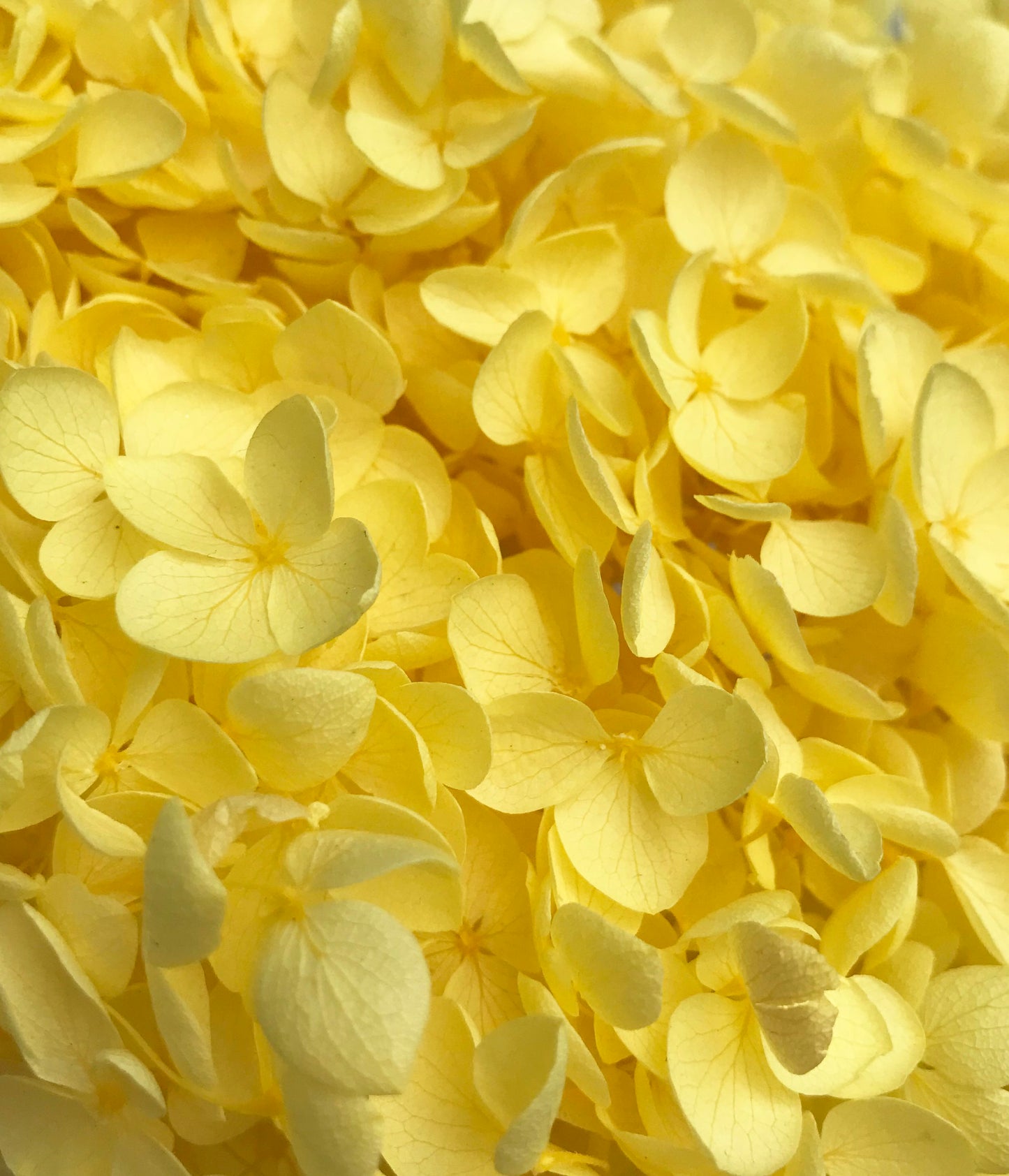 Dried Hydrangea Yellow