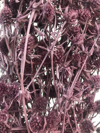 Dried Sea Holly-Plum