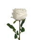 Artificial Peony Real Touch White