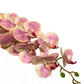 Phalaenpsis Orchid-Real Touch Pink