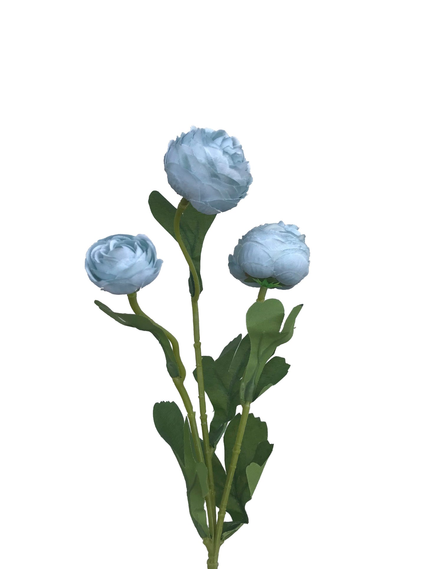 Ranunculus Rose-Blue