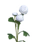 Ranunculus Rosa-Blanco
