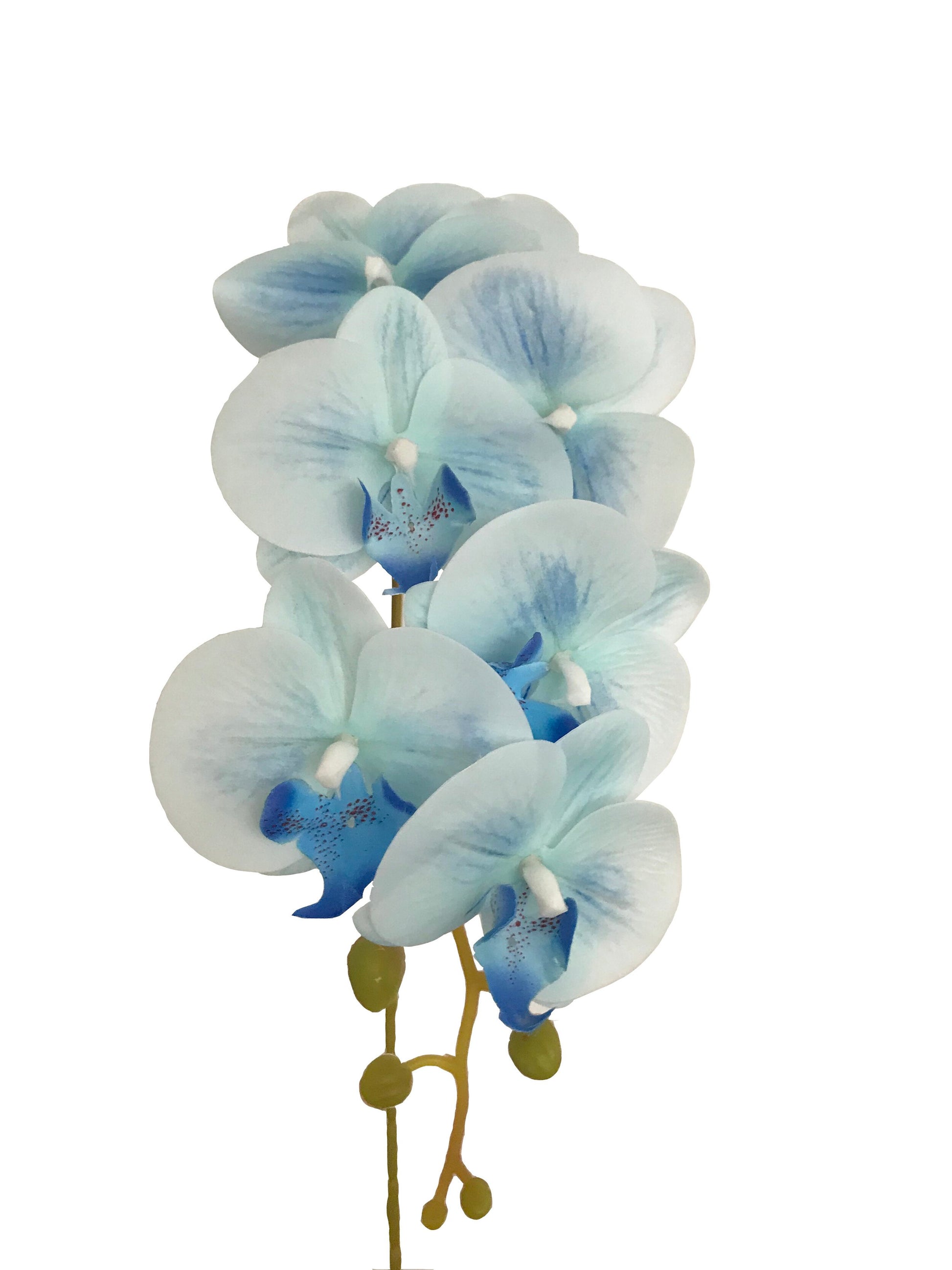Phalaenopsis Orchid Real Touch-Blue – Wild Blooms